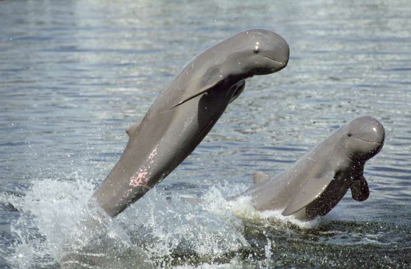 Irrawaddy dolphins jumping out of the water