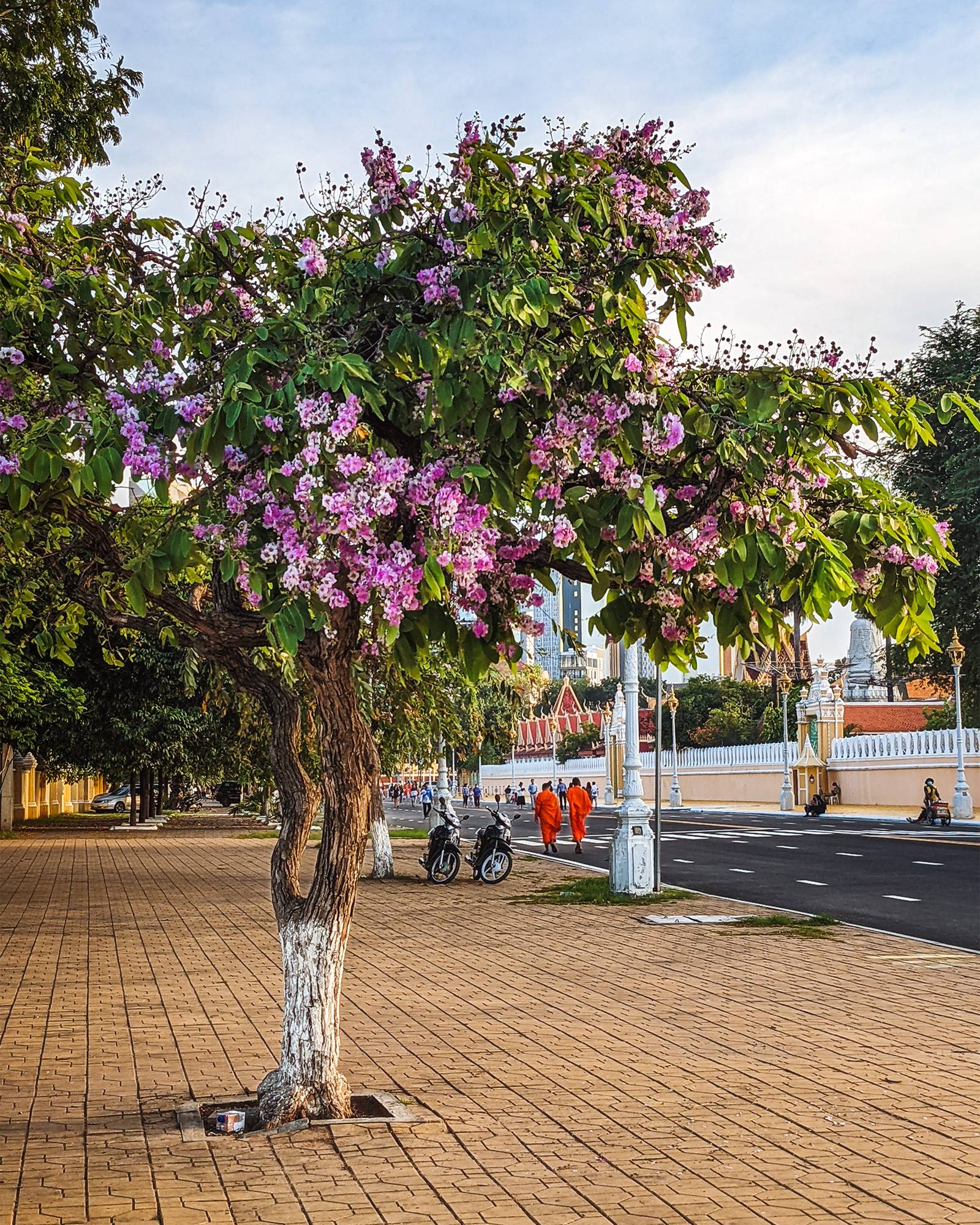 Tree blooming with flowers on the sidewalk in Phnom Penh