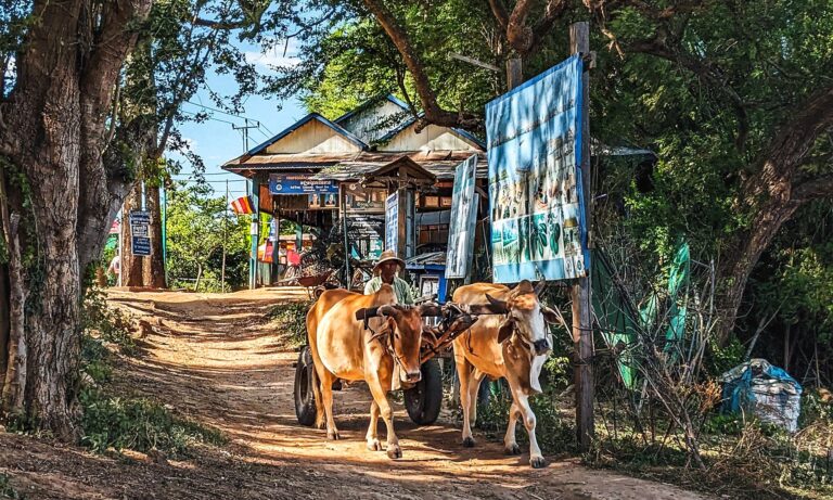 Man riding a cow-drawn cart on Koh Trong island in Cambodia