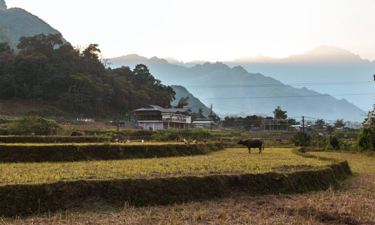 Buffalo and chickens grazing on a terraced farm in Du Gia